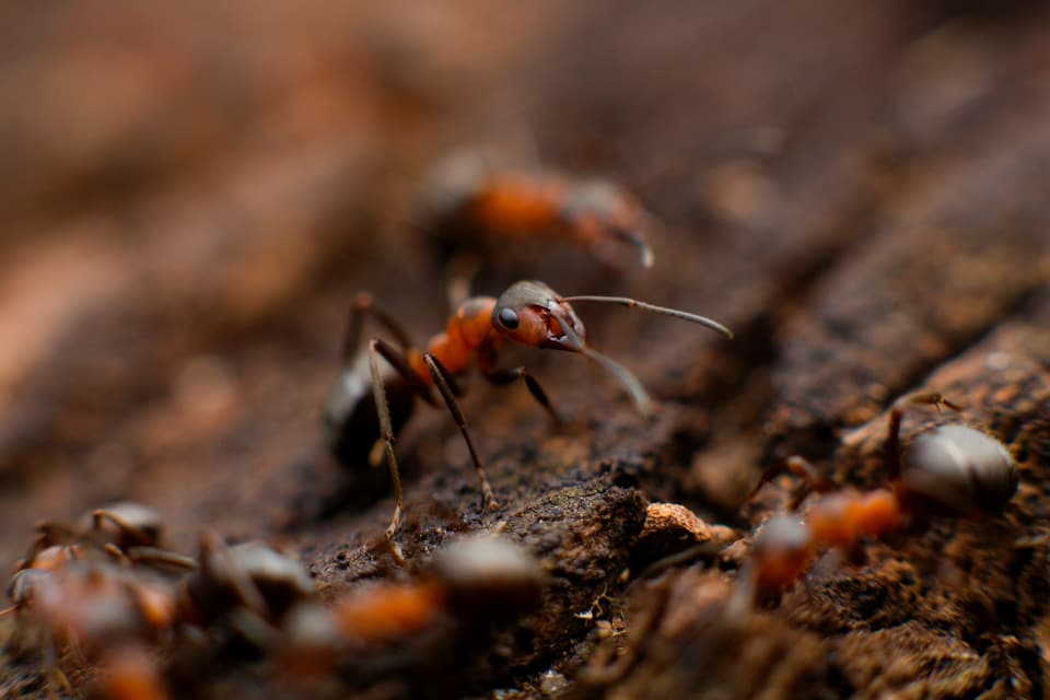 Red-and-black ants crawling over bark and soil