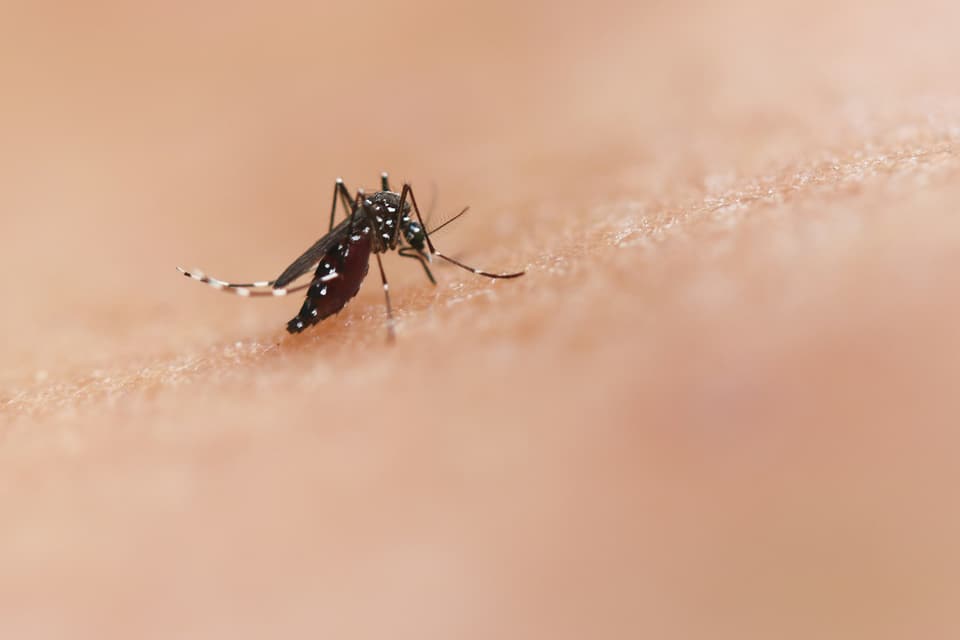 A black-and-white striped mosquito on human skin